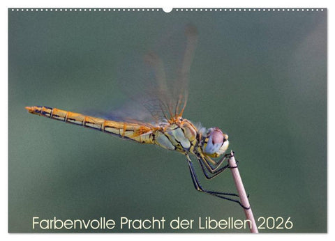 Farbenvolle Pracht der Libellen (Wandkalender 2026 DIN A2 quer), CALVENDO Monatskalender