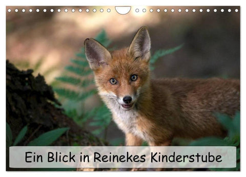 Ein Blick in Reinekes Kinderstube (Wandkalender 2026 DIN A4 quer), CALVENDO Monatskalender