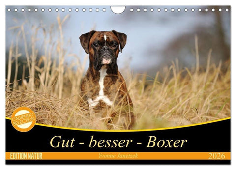 Gut - besser - Boxer (Wandkalender 2026 DIN A4 quer), CALVENDO Monatskalender