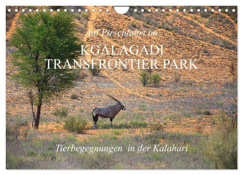 Auf Pirschfahrt im Kgalagadi Transfrontier Park (Wandkalender 2026 DIN A4 quer), CALVENDO Monatskalender