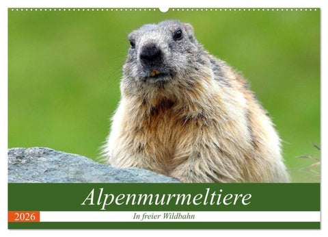 Alpenmurmeltiere in freier Wildbahn (Wandkalender 2026 DIN A2 quer), CALVENDO Monatskalender