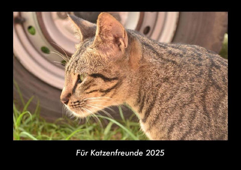 Für Katzenfreunde 2025 Fotokalender DIN A3