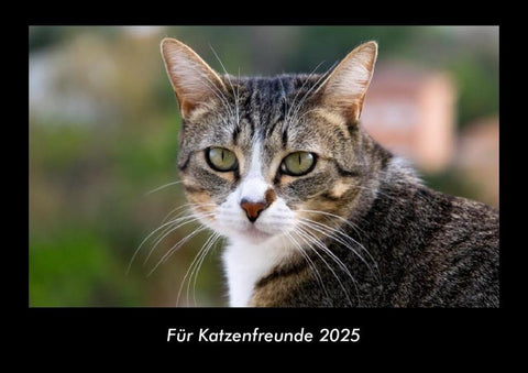 Für Katzenfreunde 2025 Fotokalender DIN A3