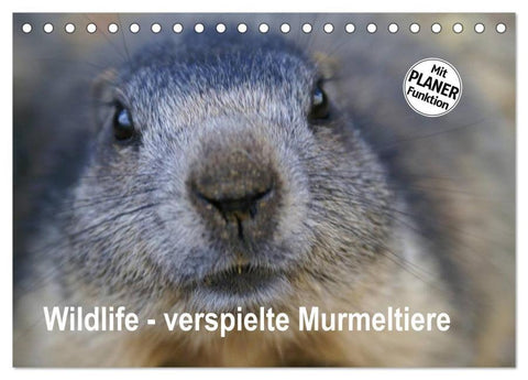 Wildlife - Verspielte Murmeltiere (Tischkalender 2026 DIN A5 quer), CALVENDO Monatskalender