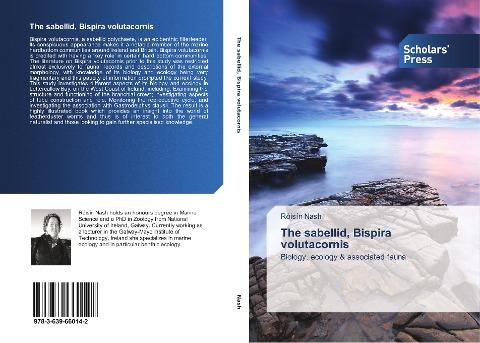 The sabellid, Bispira volutacornis