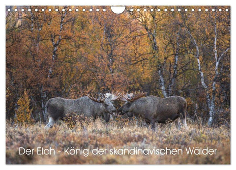 Der Elch - König der skandinavischen Wälder (Wandkalender 2026 DIN A4 quer), CALVENDO Monatskalender