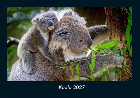 Koala 2027 Fotokalender DIN A4