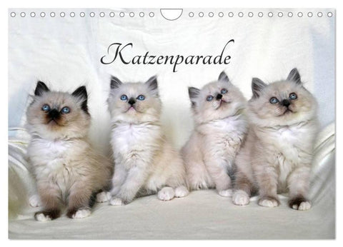 Katzenparade (Wandkalender 2026 DIN A4 quer), CALVENDO Monatskalender