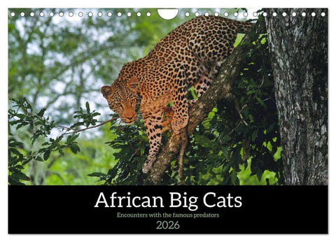 African Big Cats (Wall Calendar 2026 DIN A4 landscape), CALVENDO 12 Month Wall Calendar
