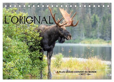 L'ORIGNAL, LE PLUS GRAND CERVIDÉ DU MONDE (Calendrier de bureau 2026 DIN A5 vertical), CALVENDO calendrier mensuel