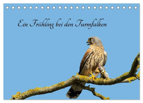 Ein Frühjahr bei den Turmfalken (Tischkalender 2026 DIN A5 quer), CALVENDO Monatskalender