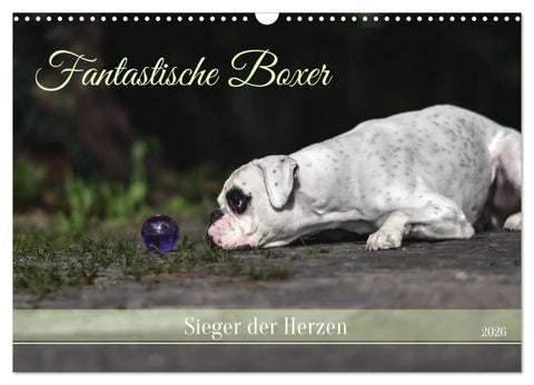 Fantastische Boxer - Sieger der Herzen (Wandkalender 2026 DIN A3 quer), CALVENDO Monatskalender