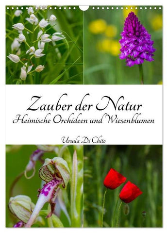 Zauber der Natur - Heimische Orchideen und Wiesenblumen (Wandkalender 2026 DIN A3 hoch), CALVENDO Monatskalender