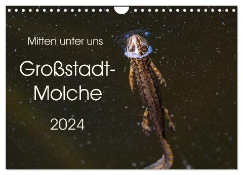 Mitten unter uns - Großstadt-Molche (Wandkalender 2024 DIN A4 quer), CALVENDO Monatskalender