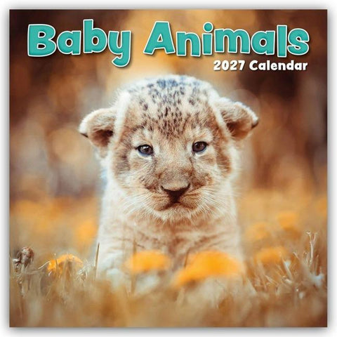 Baby Animals – Tierkinder 2027 – 16-Monatskalender
