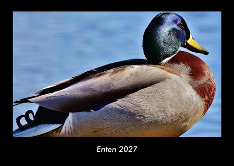 Enten 2027 Fotokalender DIN A3