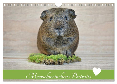 Meerschweinchen Portraits (Wandkalender 2026 DIN A4 quer), CALVENDO Monatskalender