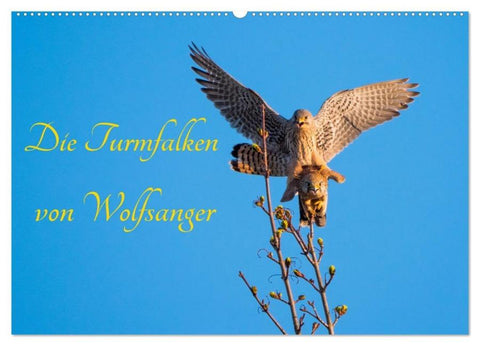 Die Turmfalken von Wolfsanger (Wandkalender 2026 DIN A2 quer), CALVENDO Monatskalender