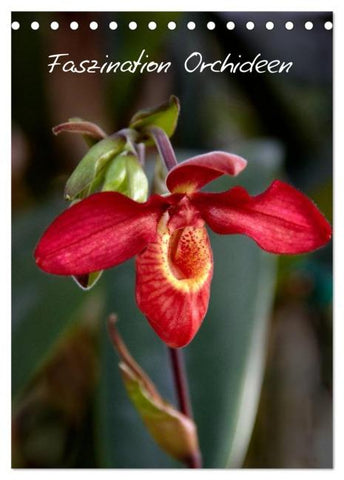 Faszination Orchideen (Tischkalender 2026 DIN A5 hoch), CALVENDO Monatskalender