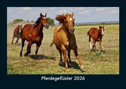 Pferdegeflüster 2026 Fotokalender DIN A5