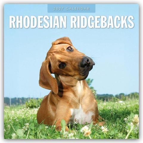Rhodesian Ridgebacks – Rhodesian Ridgeback 2027 – 16-Monatskalender