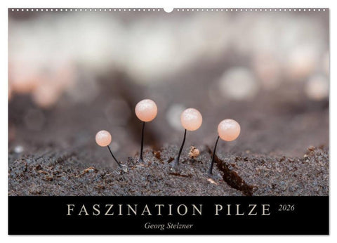 FASZINATION PILZE 2026 (Wandkalender 2026 DIN A2 quer), CALVENDO Monatskalender