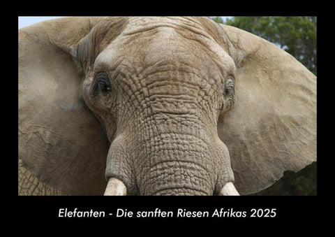 Elefanten - Die sanften Riesen Afrikas 2025 Fotokalender DIN A3