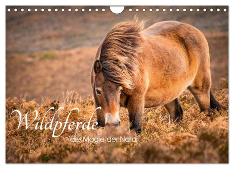 Wildperde - die Magie der Natur (Wandkalender 2026 DIN A4 quer), CALVENDO Monatskalender