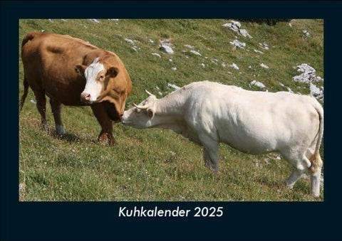 Kuhkalender 2025 Fotokalender DIN A5