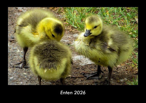 Enten 2026 Fotokalender DIN A3