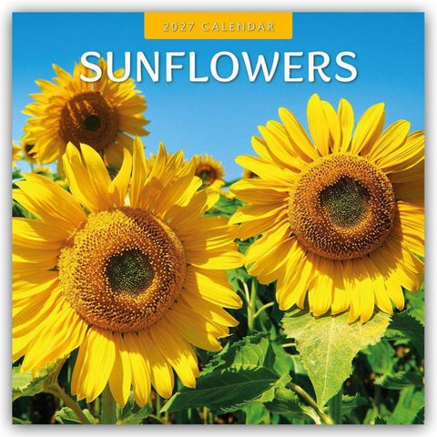 Sunflowers – Sonnenblumen 2027 – 16-Monatskalender
