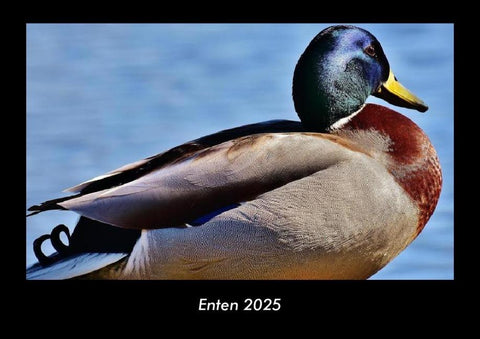 Enten 2025 Fotokalender DIN A3