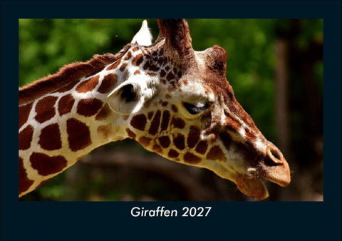 Giraffen 2027 Fotokalender DIN A5