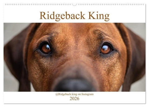 Ridgeback King (Wandkalender 2026 DIN A2 quer), CALVENDO Monatskalender