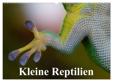 Kleine Reptilien (Wandkalender 2026 DIN A2 quer), CALVENDO Monatskalender