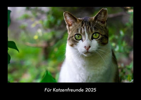 Für Katzenfreunde 2025 Fotokalender DIN A3