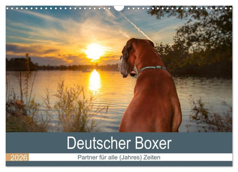 Deutscher Boxer (Wandkalender 2026 DIN A3 quer), CALVENDO Monatskalender