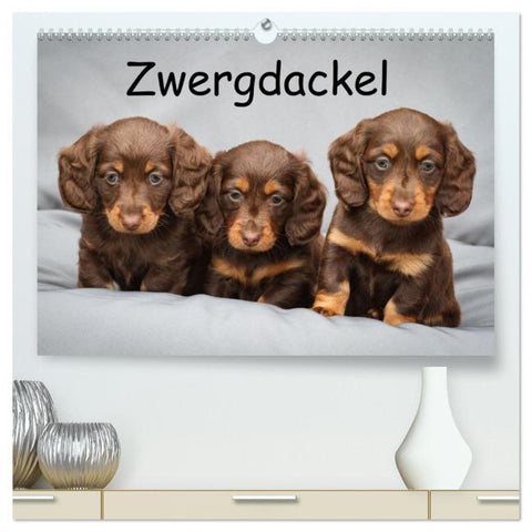 Zwergdackel von Kadi (hochwertiger Premium Wandkalender 2026 DIN A2 quer), Kunstdruck in Hochglanz