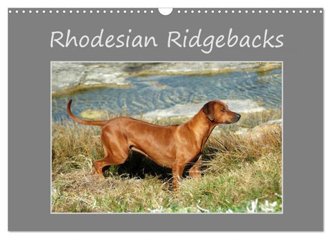 Rhodesian Ridgebacks (Wandkalender 2026 DIN A3 quer), CALVENDO Monatskalender
