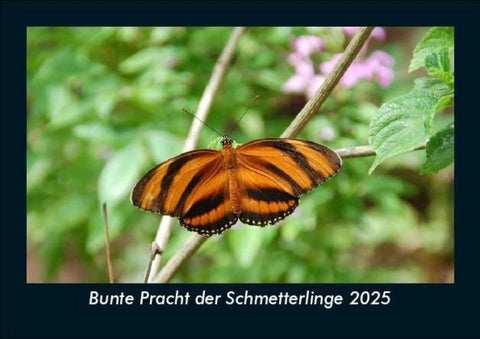 Bunte Pracht der Schmetterlinge 2025 Fotokalender DIN A5