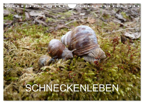 Schneckenleben (Wandkalender 2026 DIN A4 quer), CALVENDO Monatskalender