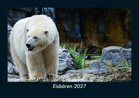 Eisbären 2027 Fotokalender DIN A5