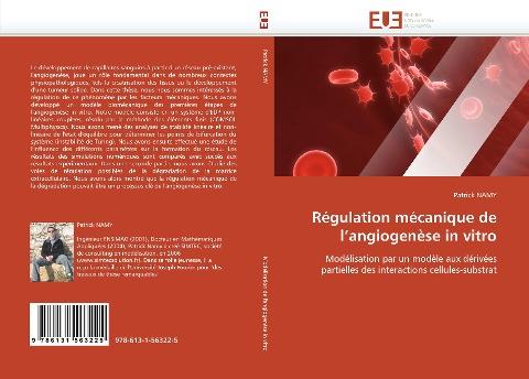 Régulation mécanique de l'angiogenèse in vitro