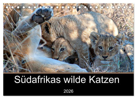 Südafrikas wilde Katzen (Tischkalender 2026 DIN A5 quer), CALVENDO Monatskalender