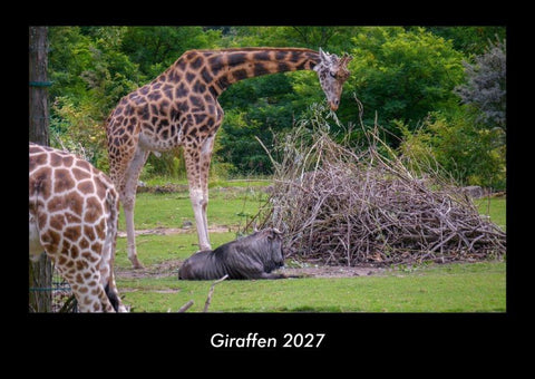 Giraffen 2027 Fotokalender DIN A3