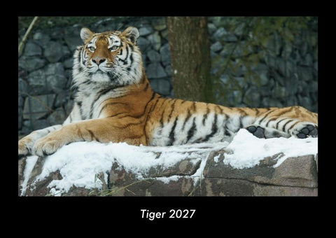 Tiger 2027 Fotokalender DIN A3