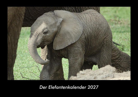 Der Elefantenkalender 2027 Fotokalender DIN A3
