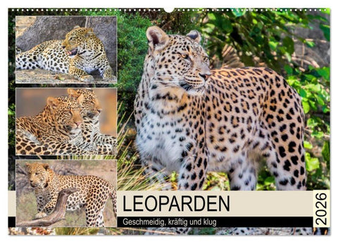 Leoparden. Geschmeidig, kräftig und klug (Wandkalender 2026 DIN A2 quer), CALVENDO Monatskalender