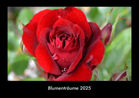 Blumenträume 2025 Fotokalender DIN A3