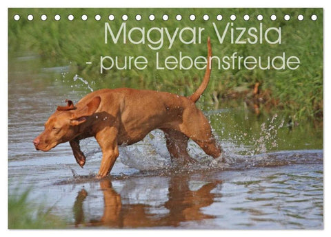Magyar Vizsla - pure Lebensfreude (Tischkalender 2026 DIN A5 quer), CALVENDO Monatskalender